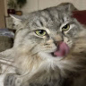 Meet your Posher, Josie robinson